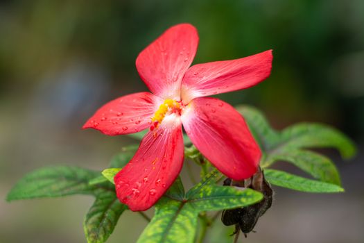 Close-up of a red tropical flower with dew drops on petals, showcasing lush green foliage.
