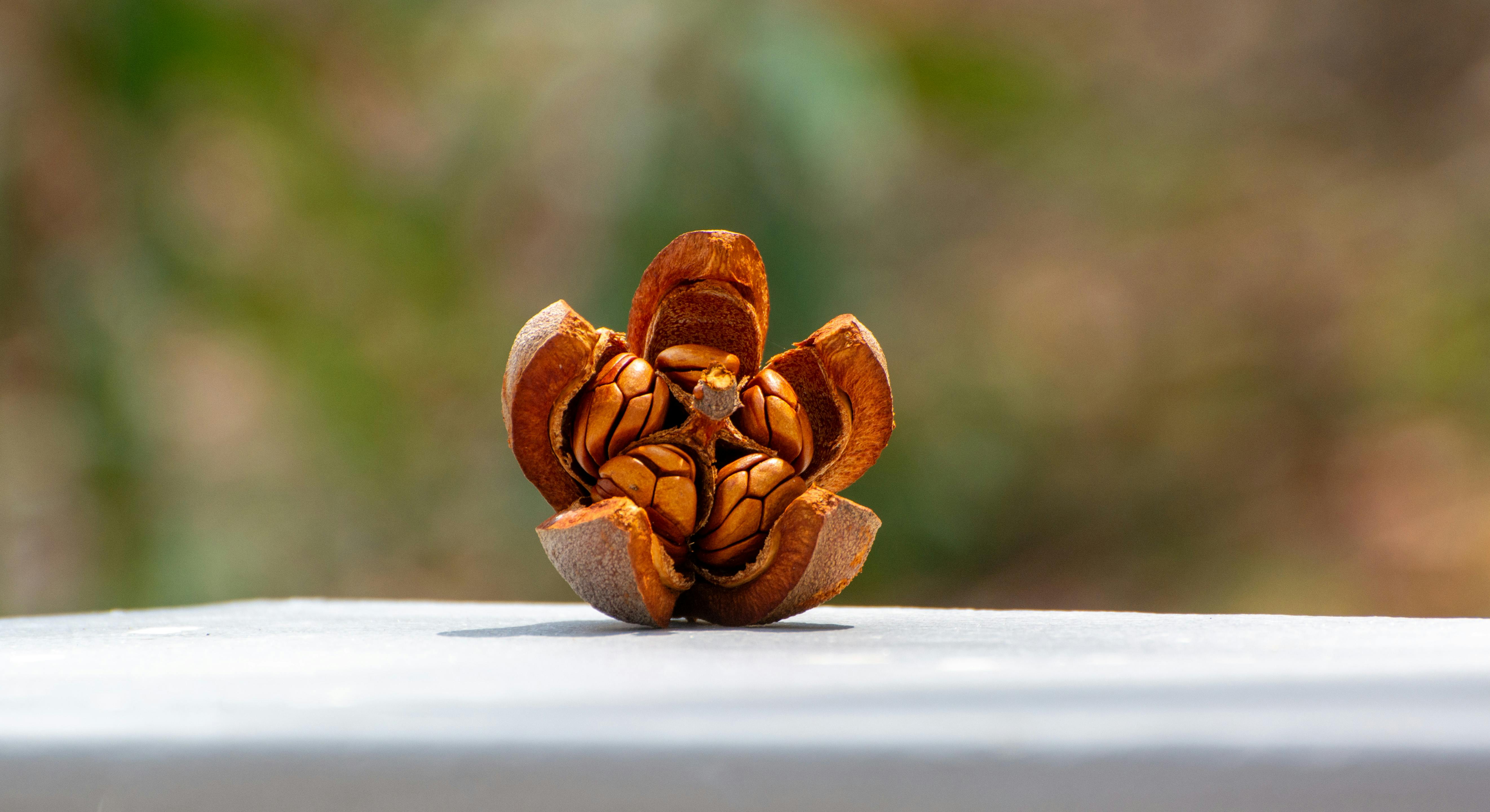 Detailed view of an open dry seed pod resting on a surface with blurred background.