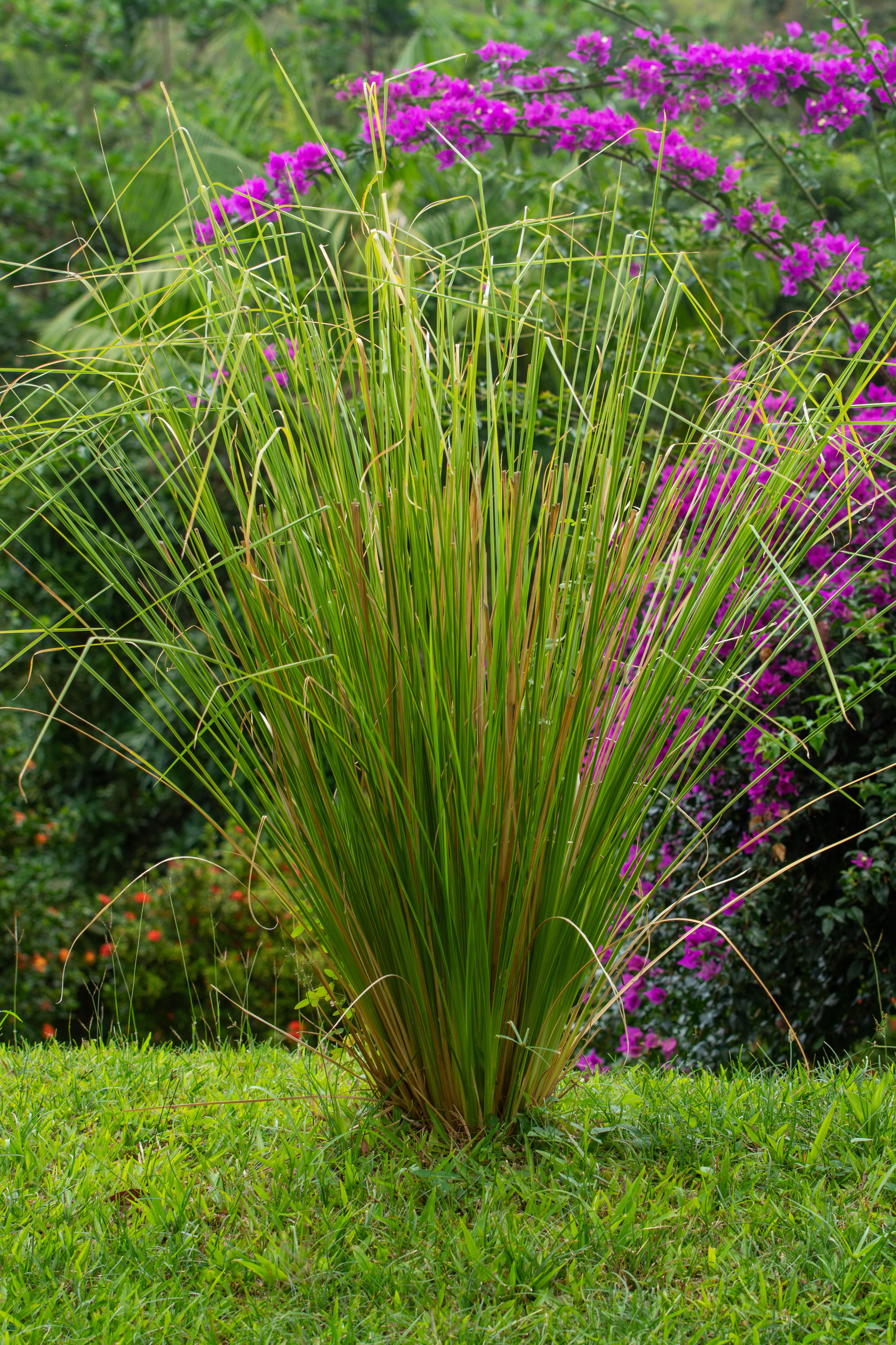 Lemongrass