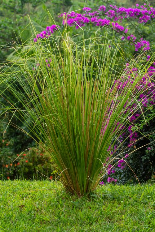 Lemongrass