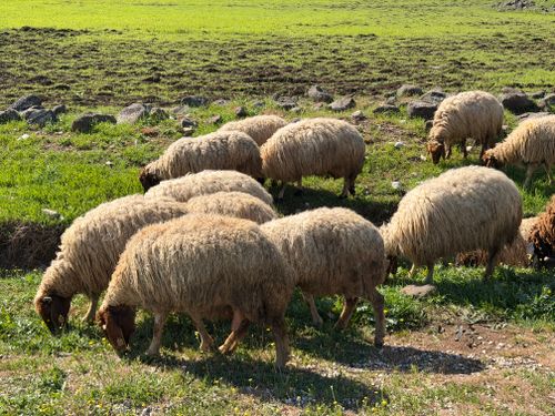 Free A peaceful scene of sheep grazing in a verdant field under bright daylight. Stock Photo