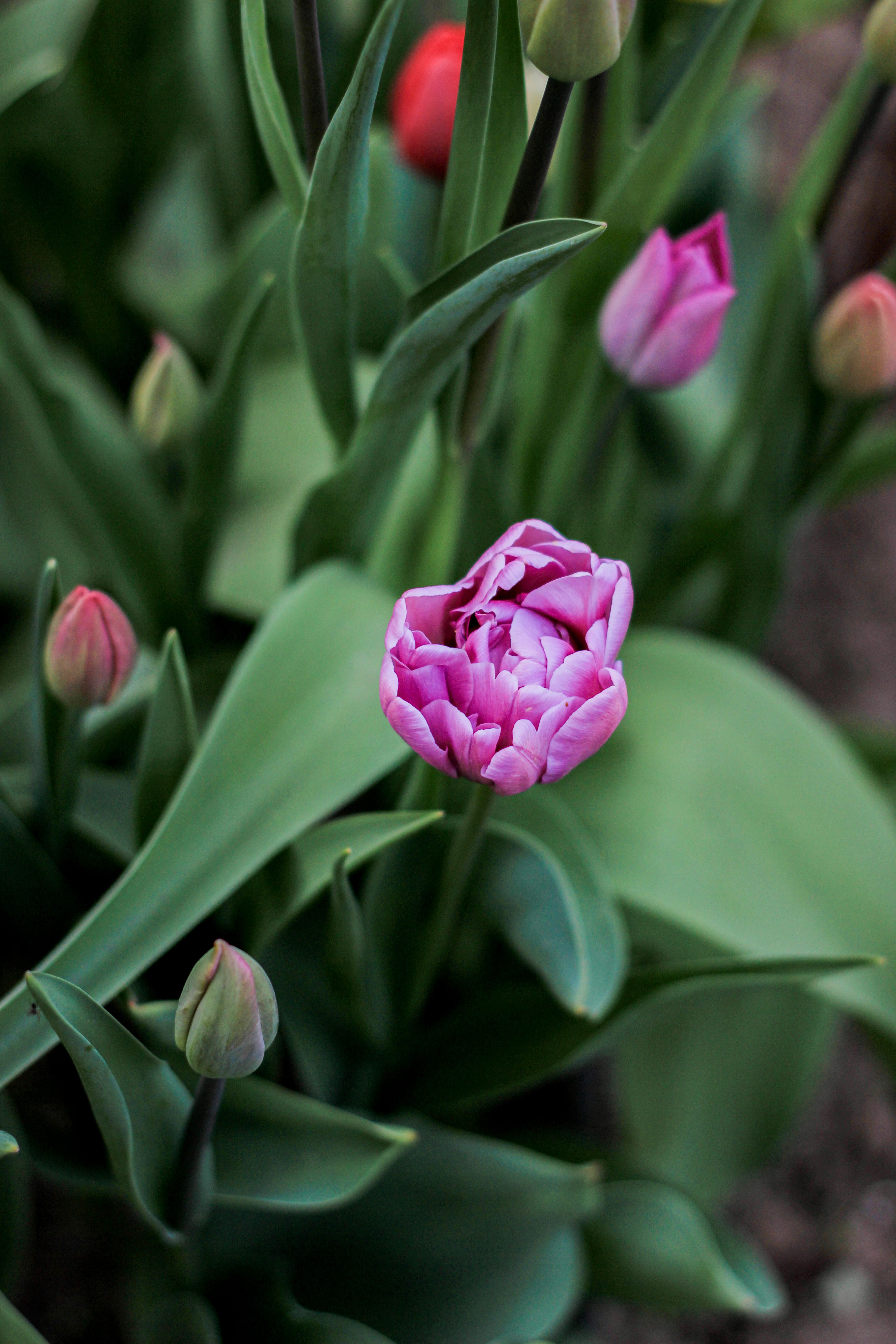 Vibrant Pink Tulip Blooms in Spring Garden · Free Stock Photo
