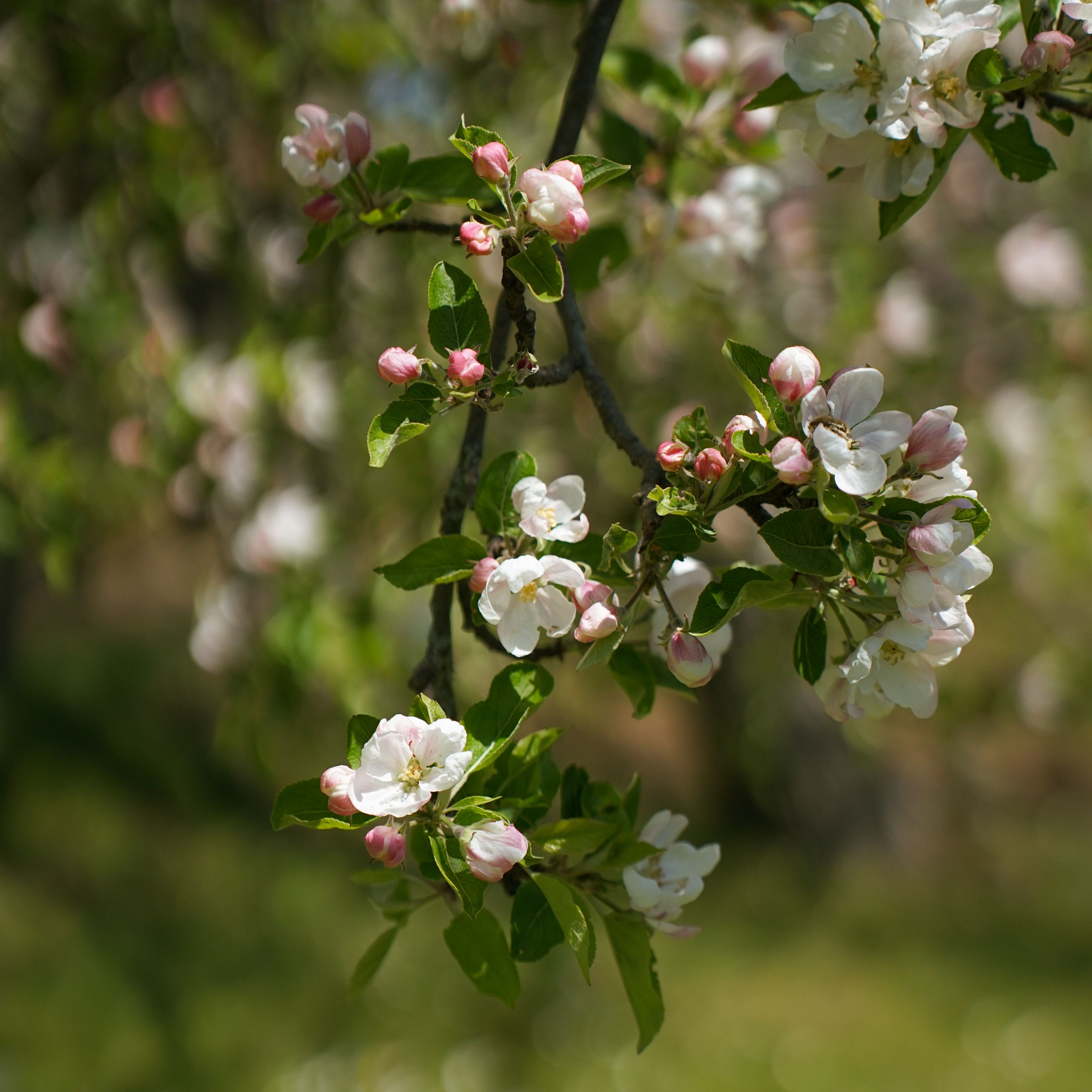 Apple blossom on the branch, photo by Sabina Kallari on Pexels
