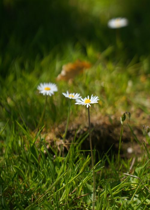 Free Beautiful daisies blooming in a sunlit grassy field in Burrel, Albania. Stock Photo