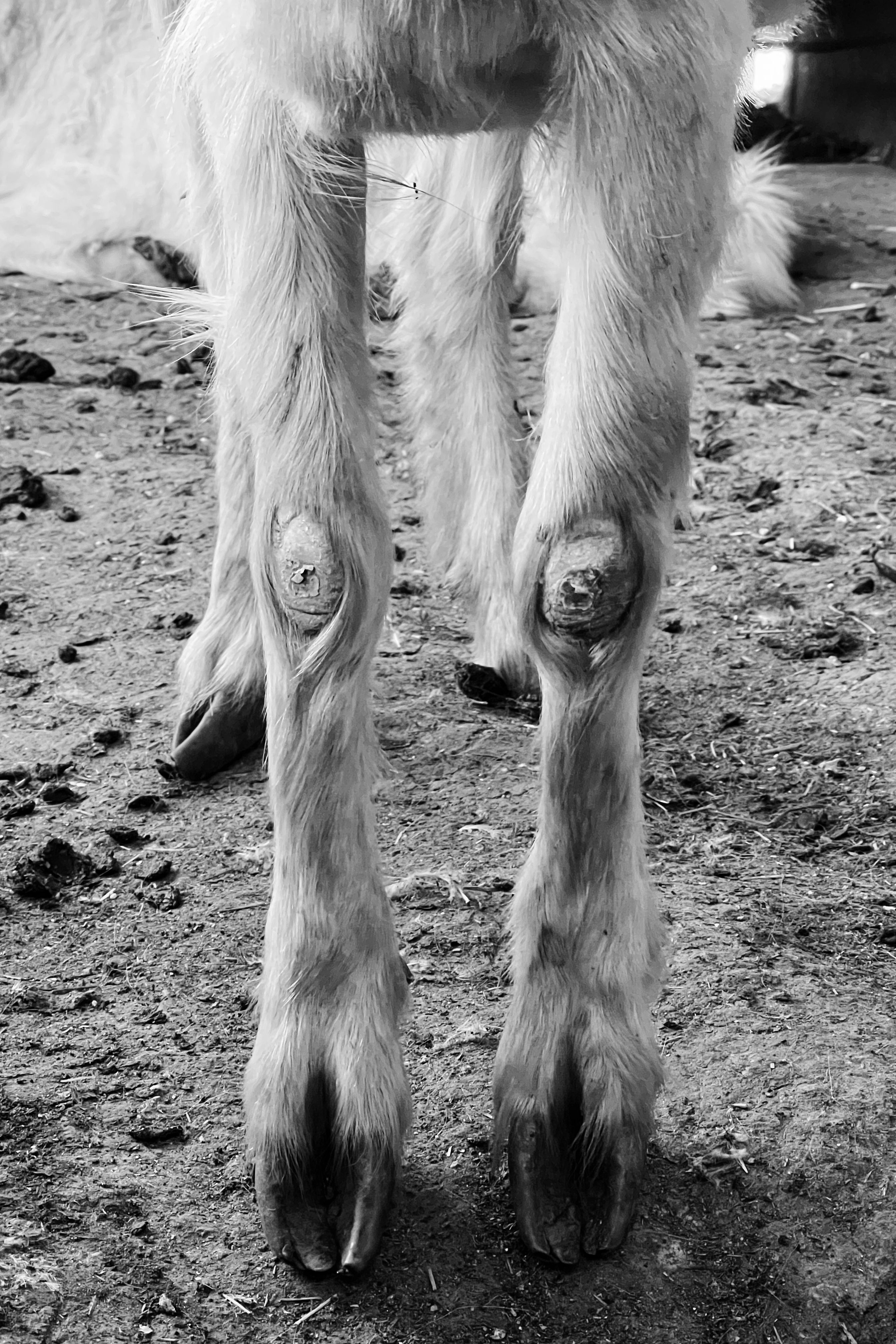 Close-up of Goat Hooves and Legs on Dirt · Free Stock Photo