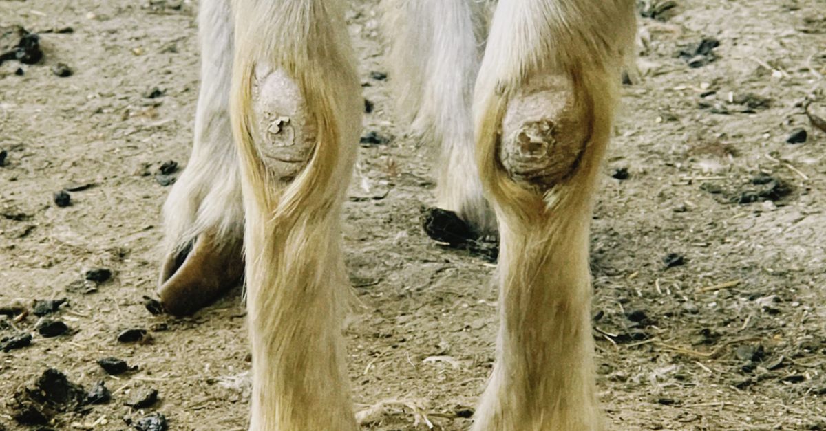 Goat Rear Legs Close-up of Goat Hooves and Legs on Dirt · Free Stock Photo