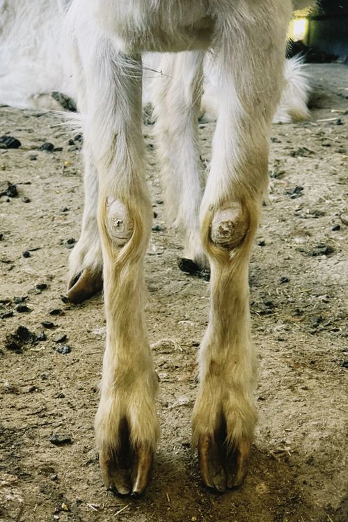Free Detailed view of goat hooves standing on dirt ground, showcasing textures and natural scene. Stock Photo