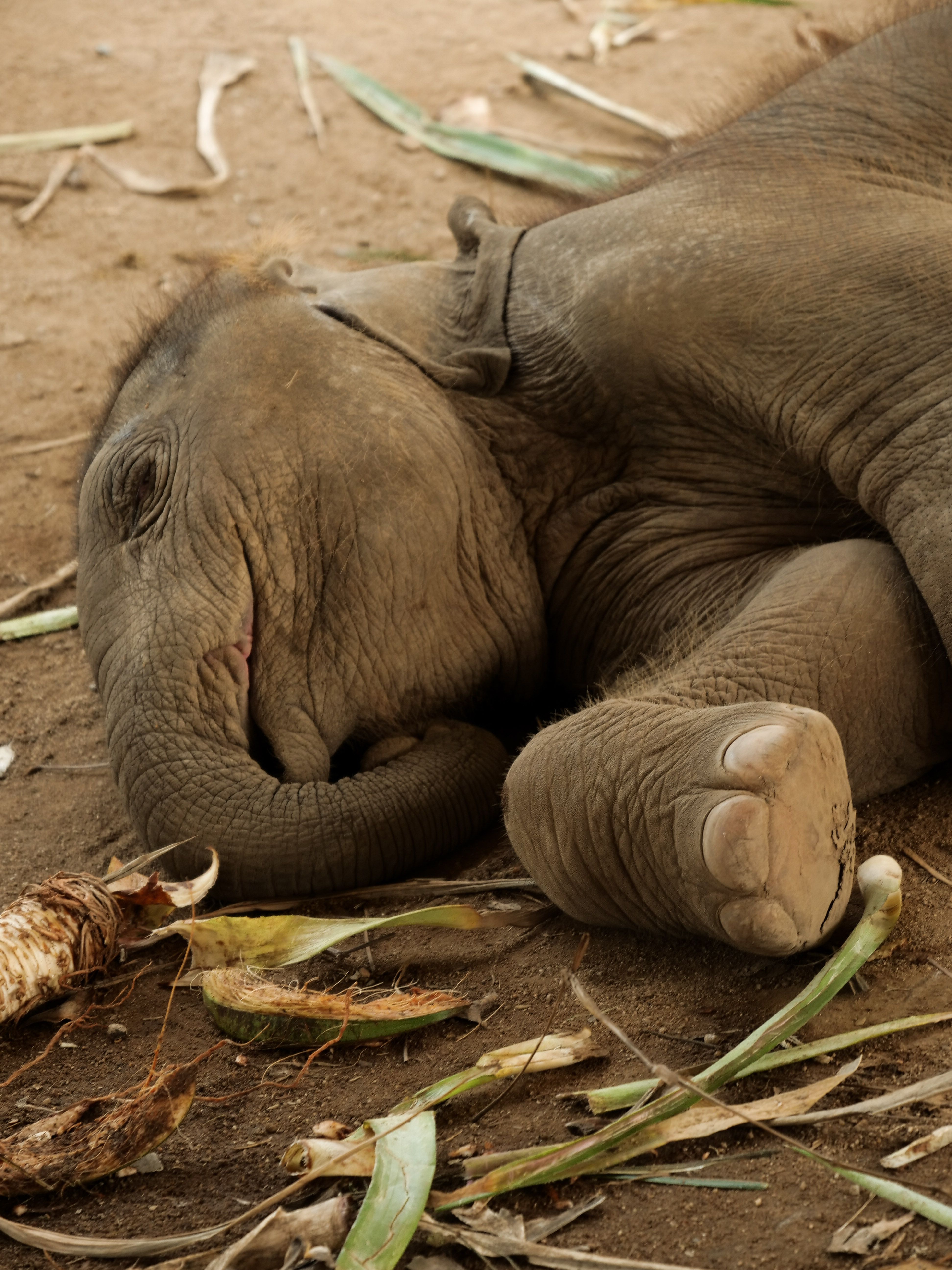 Foto de stock gratuita sobre bebé elefante, elefante, elefante asiático