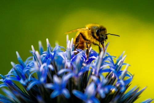Free Detailed photo of a honeybee collecting nectar from a vibrant blue blossom in a garden setting. Stock Photo