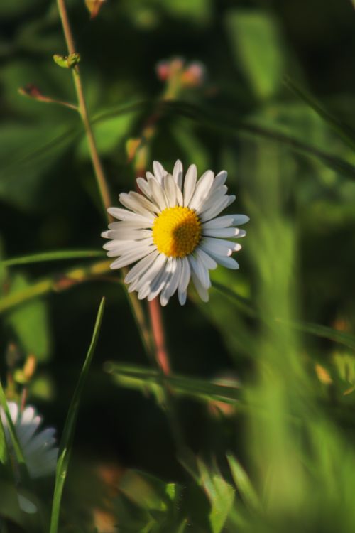 Free A vibrant close-up of a white daisy flower with a yellow center in a green meadow. Stock Photo
