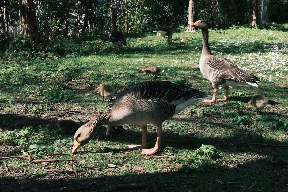 Kiwi Birdlife Park