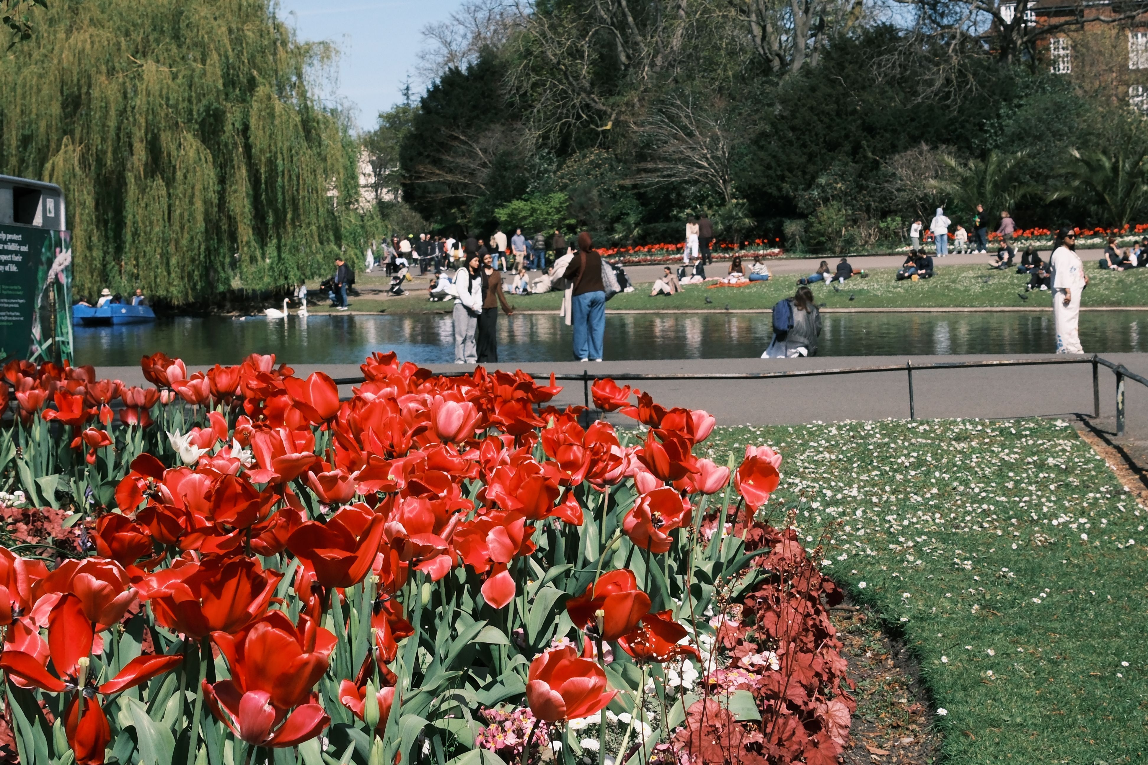 Springtime in Bloom at a Scenic Park · Free Stock Photo