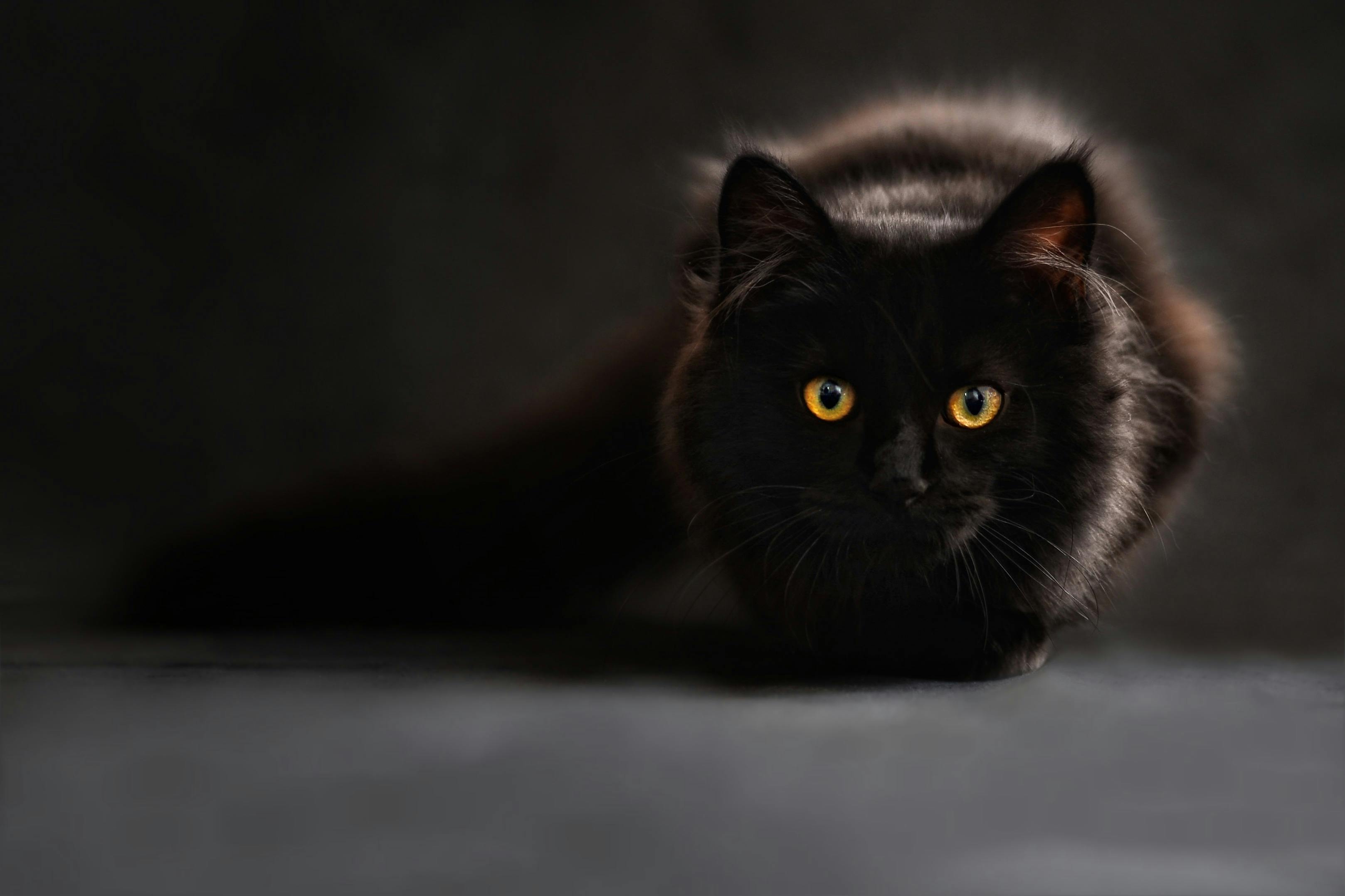 Aesthetic black cat HD wallpapers  Pxfuel