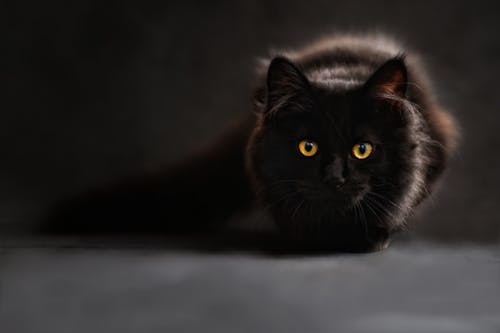bezplatná Základová fotografie zdarma na téma černá kočka, domácí mazlíček, kočičí obličej Základová fotografie