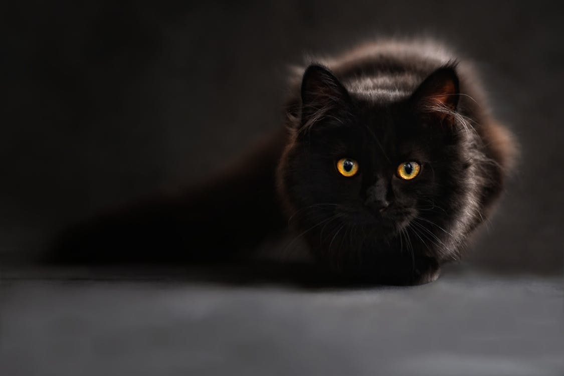 無料 茶色と黒猫 写真素材
