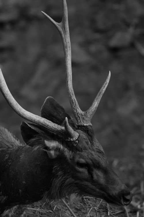 Free Artistic portrait of a deer with antlers in black and white, showcasing natural beauty. Stock Photo