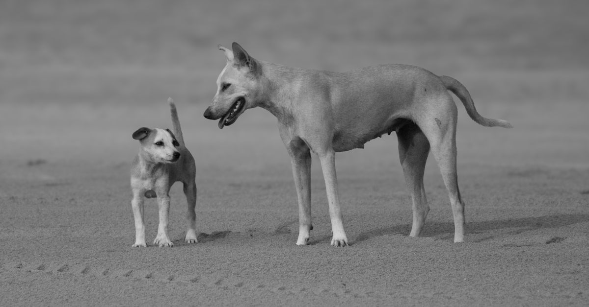 Bull Arab Dog Temperament, Traits. Family Suitability