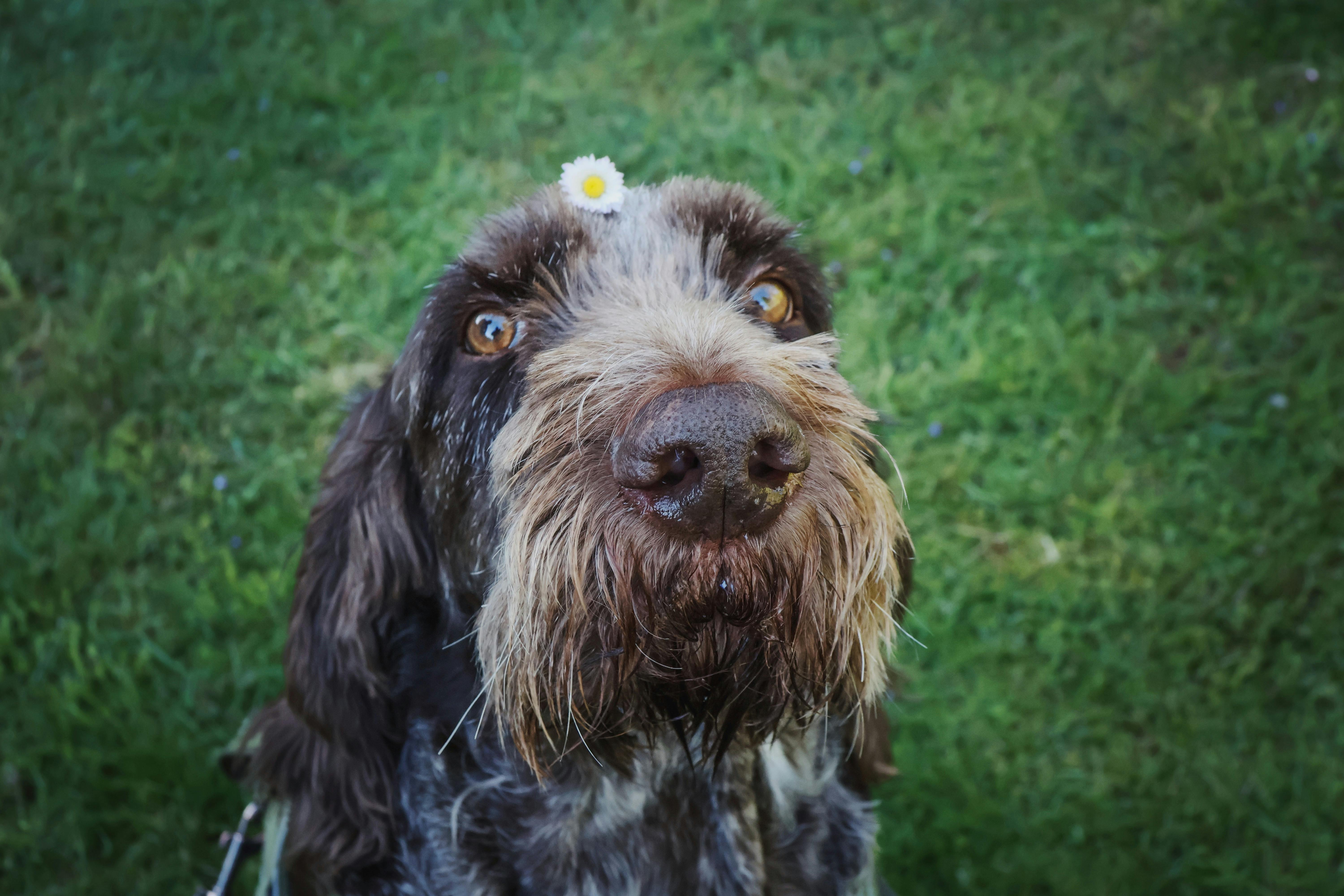 Pet safety this spring: tips and tricks with the ARL — Photo by Andreas Schnabl on Pexels