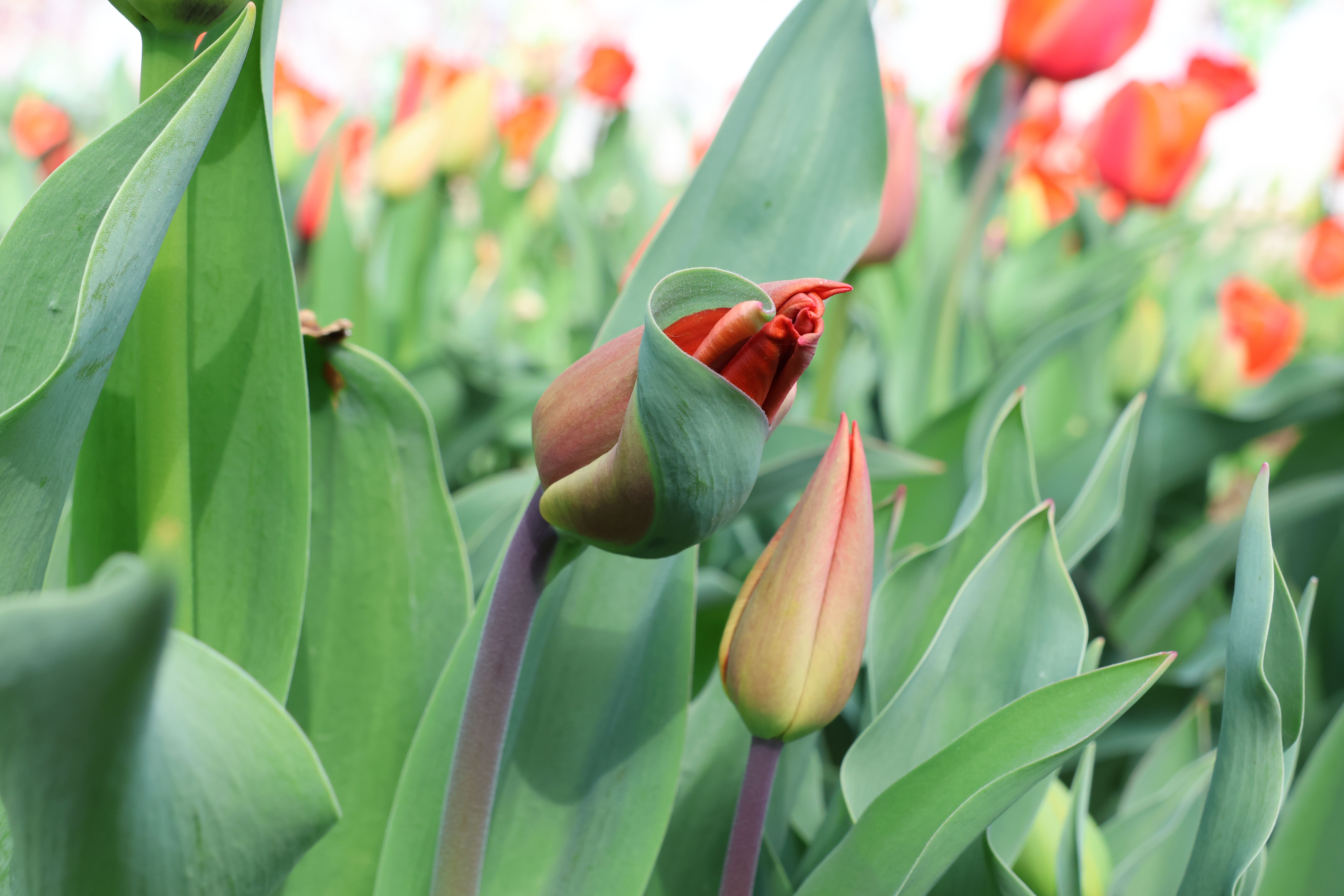 Vibrant Red Tulips in a Spring Garden · Free Stock Photo