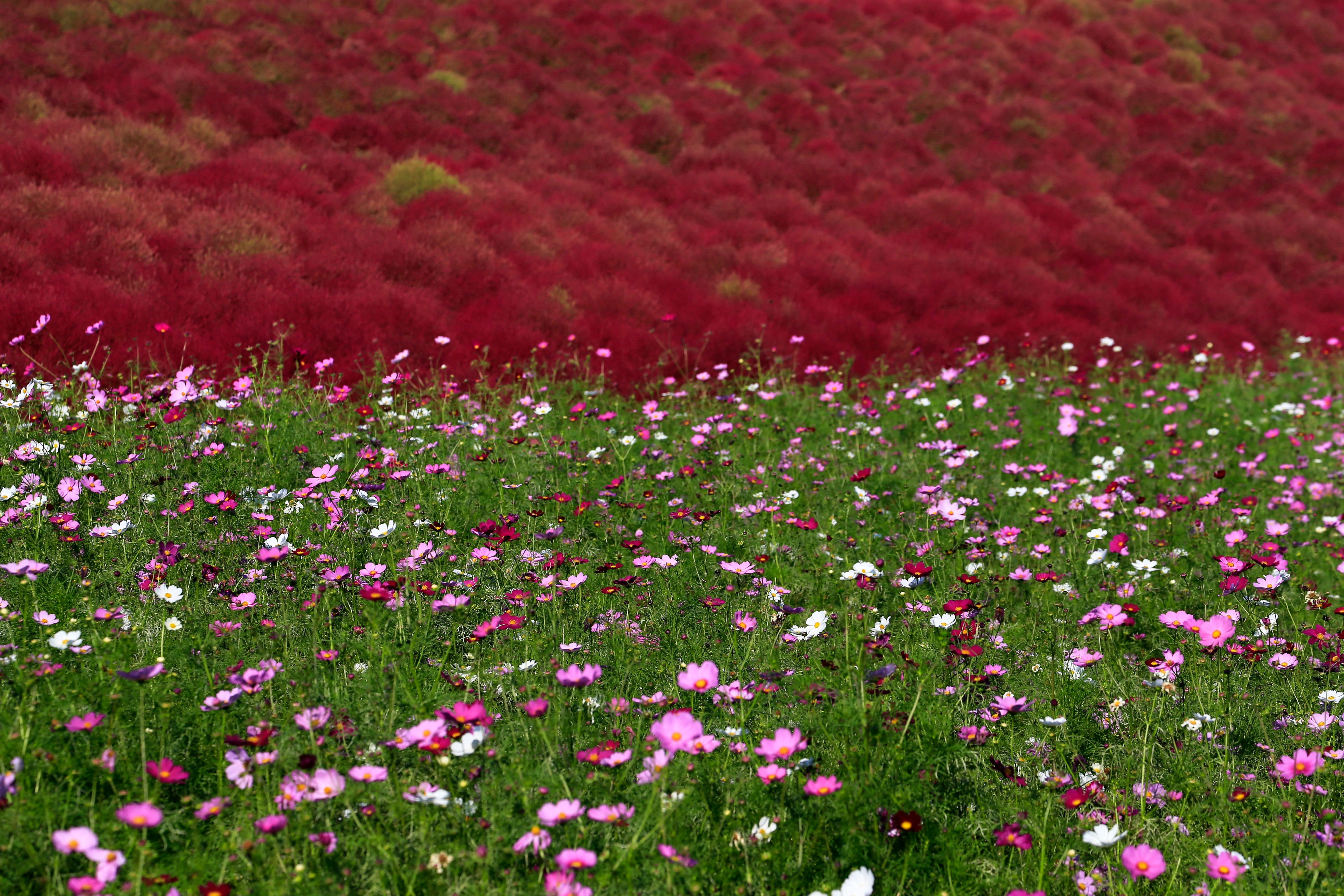 Vibrant Fields of Cosmos and Kochia · Free Stock Photo
