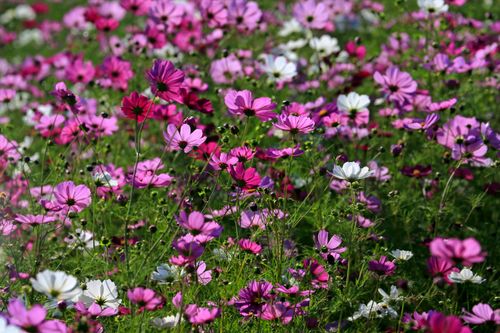 Free Colorful field of pink and white cosmos flowers blooming under sunlight. Stock Photo