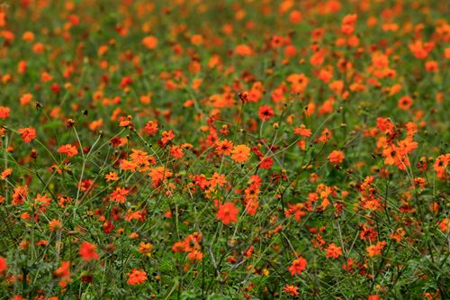 Free A captivating field of orange cosmos flowers in full bloom, showcasing nature's beauty. Stock Photo