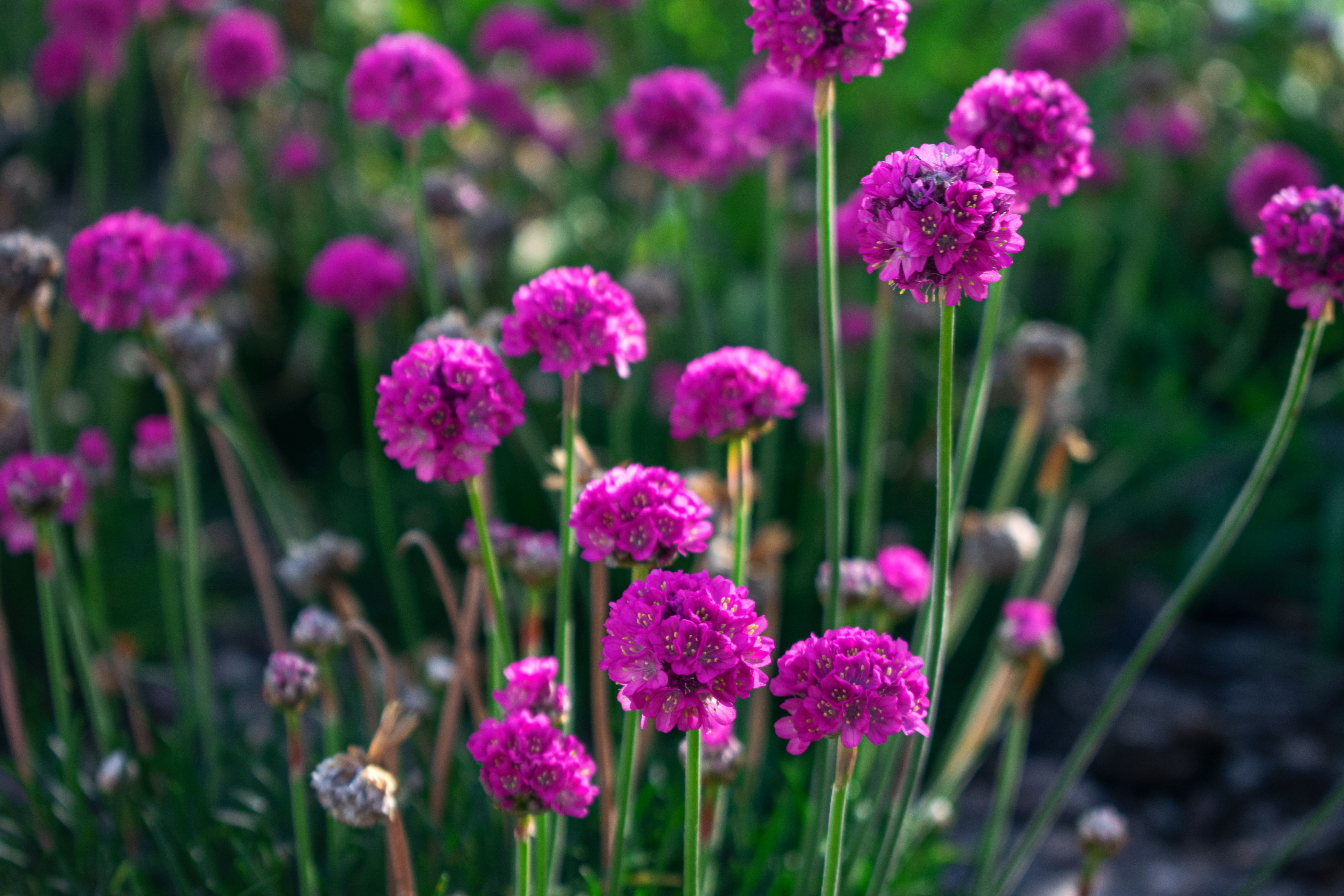 Vivaces qui fleurissent tout l'été - Plantation, entretien et astuces pour prolonger la floraison