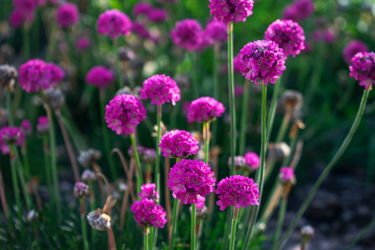 Vivaces qui fleurissent tout l'été - Plantation, entretien et astuces pour prolonger la floraison