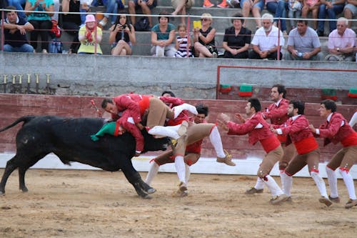 Free stock photo of bull, bull figth, tourada Stock Photo