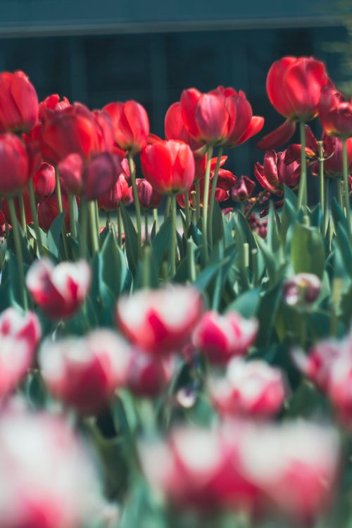 Free A vibrant display of red tulips in a garden, showcasing nature's beauty in spring. Stock Photo