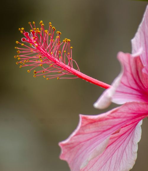 Free Detailed view of a pink hibiscus flower's stigma and stamens, showcasing its vibrant colors. Stock Photo