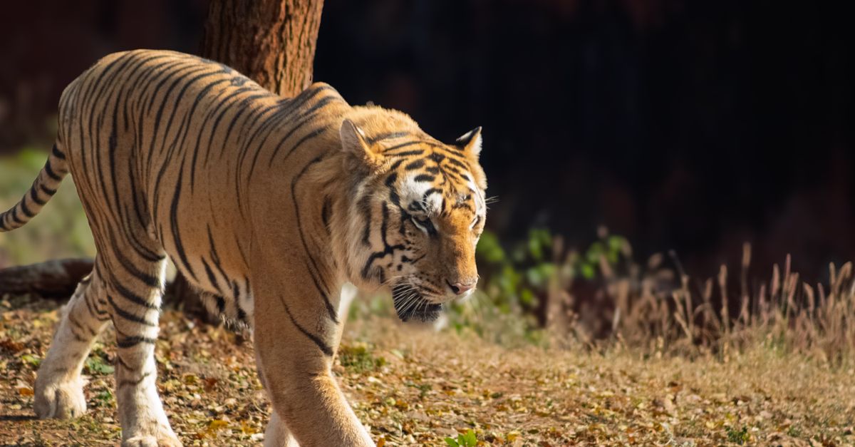 Africa Safari vs India Wildlife Safari: Which Wins?
