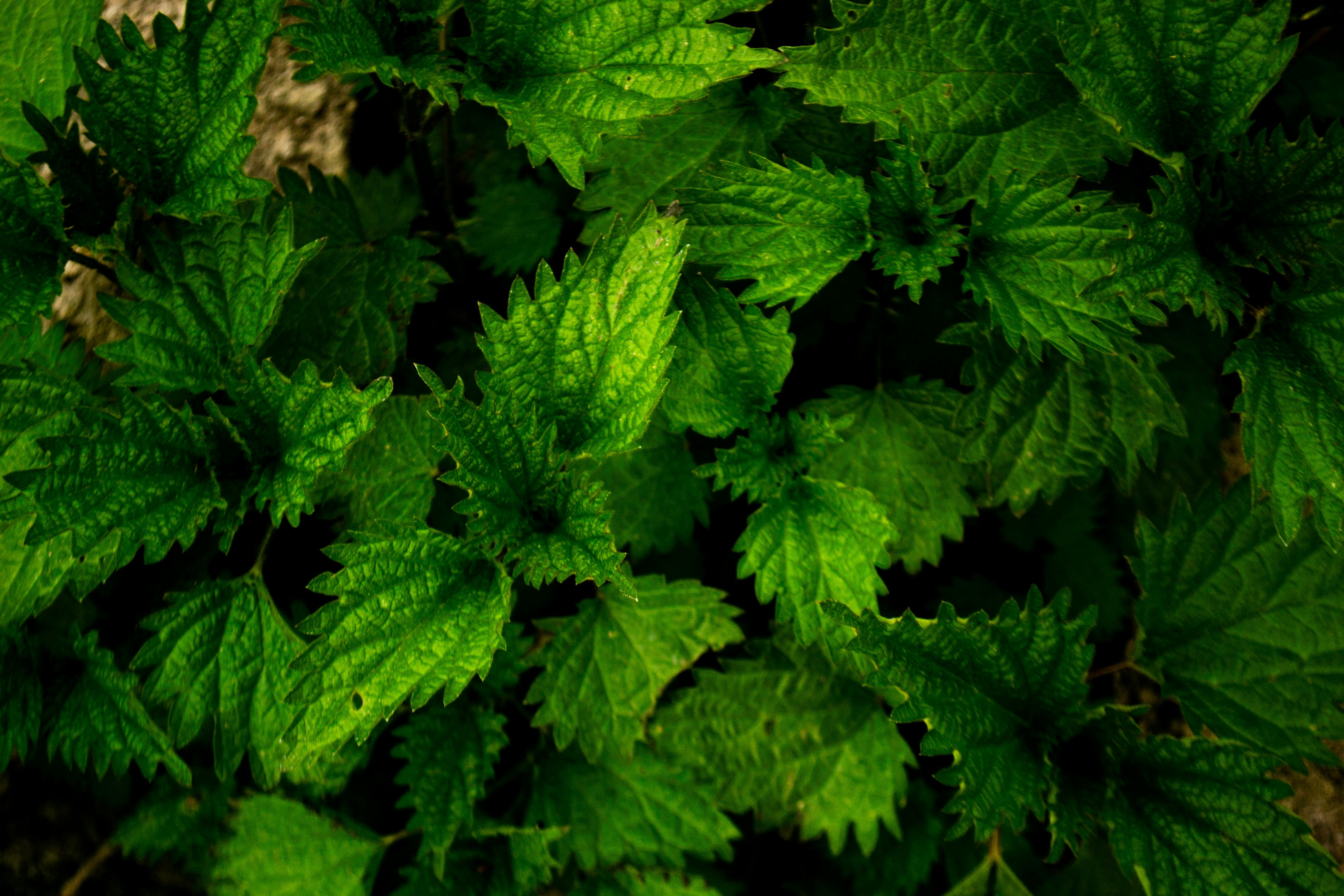 cannabis, hemp oil, cannabis benefits — Photo by crysoft on Pexels