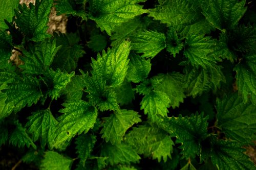 Free Close-up of fresh stinging nettle leaves with vibrant green texture, perfect for nature backgrounds. Stock Photo