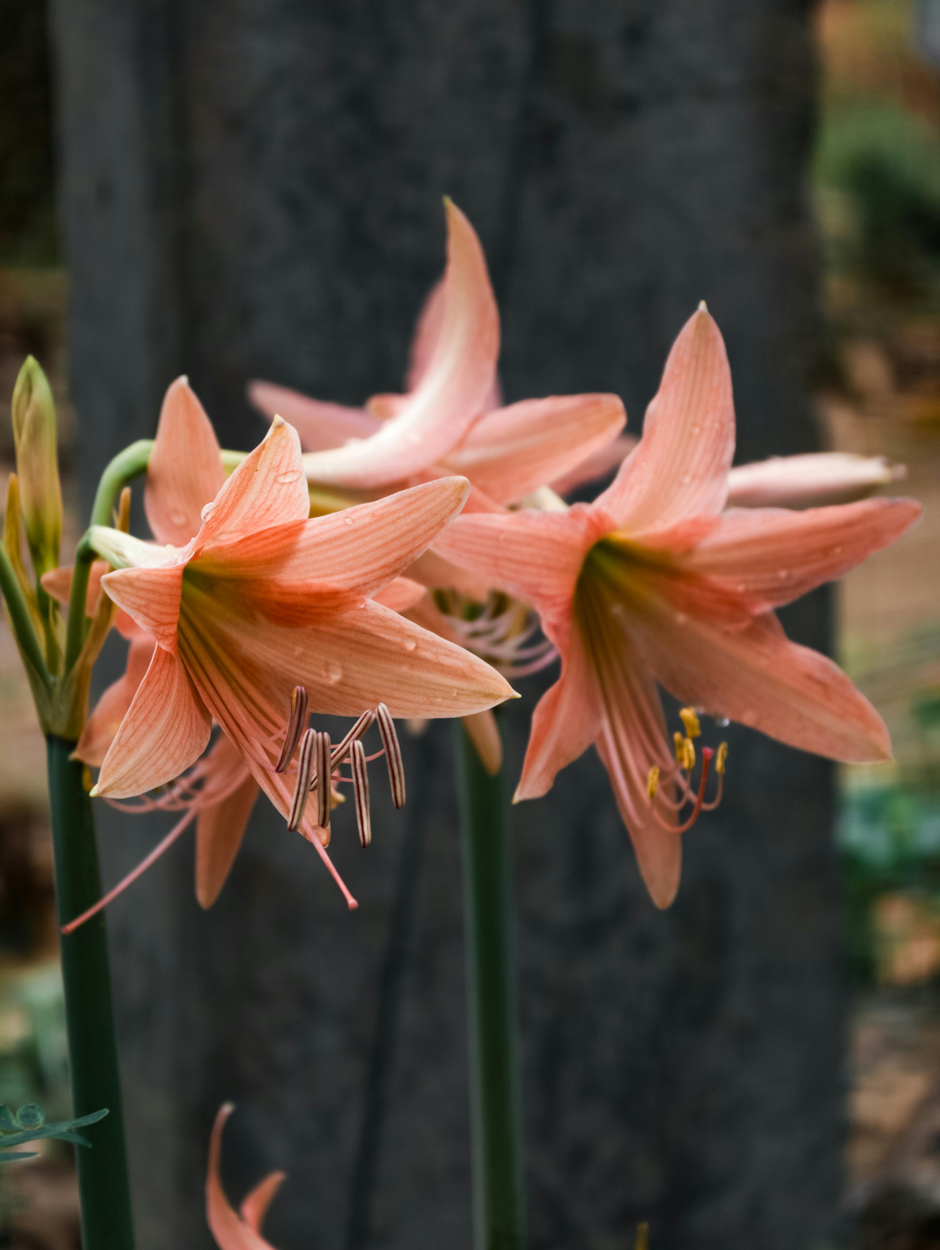 [ColoSach]-detailed-photo-of-pink-amaryllis-flowers-showcasing-their-vibrant-blooms-and-intricate-details.