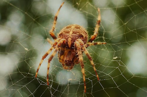 Closeup Photo of Brown Barn Spider