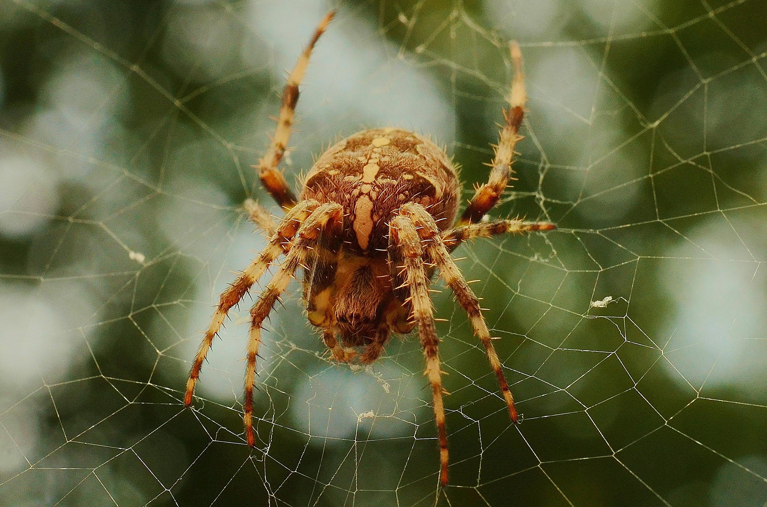 Kostenloses Foto zum Thema: insekt, netz, spinne