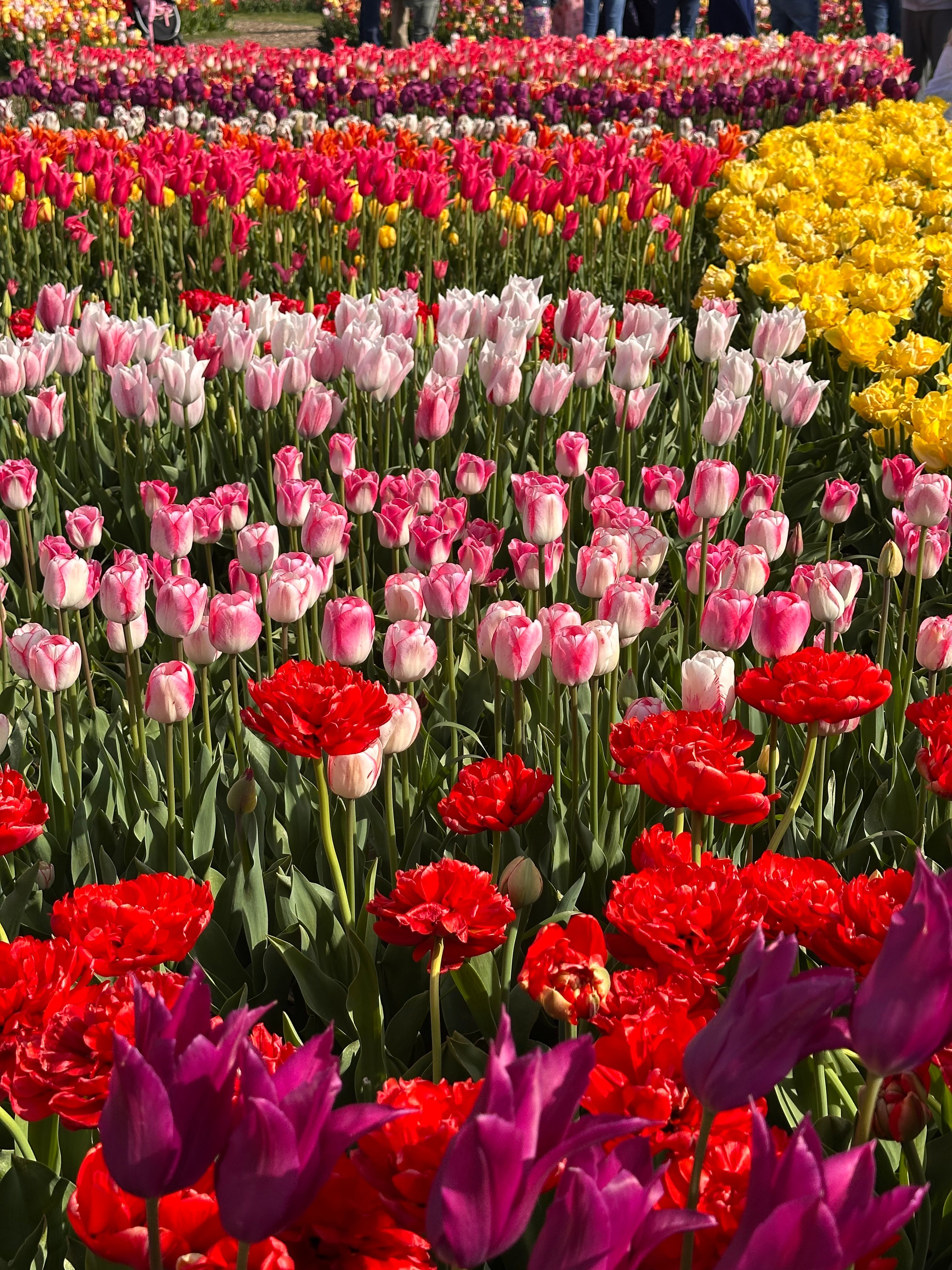 Rows of colorful tulips in a Netherlands tulip field