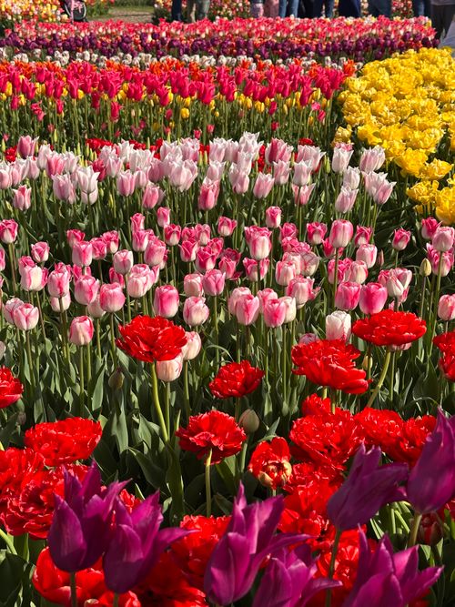 Free Vibrant tulip field showcasing a variety of colors in a sunny floral display. Stock Photo