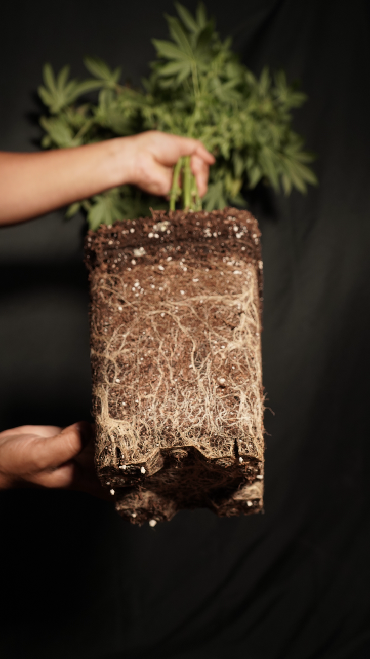 Boosting Vigor in Established Shrubs & Small Trees: Targeted Root Zone Aeration and Subsurface Feeding for Long-Term Health