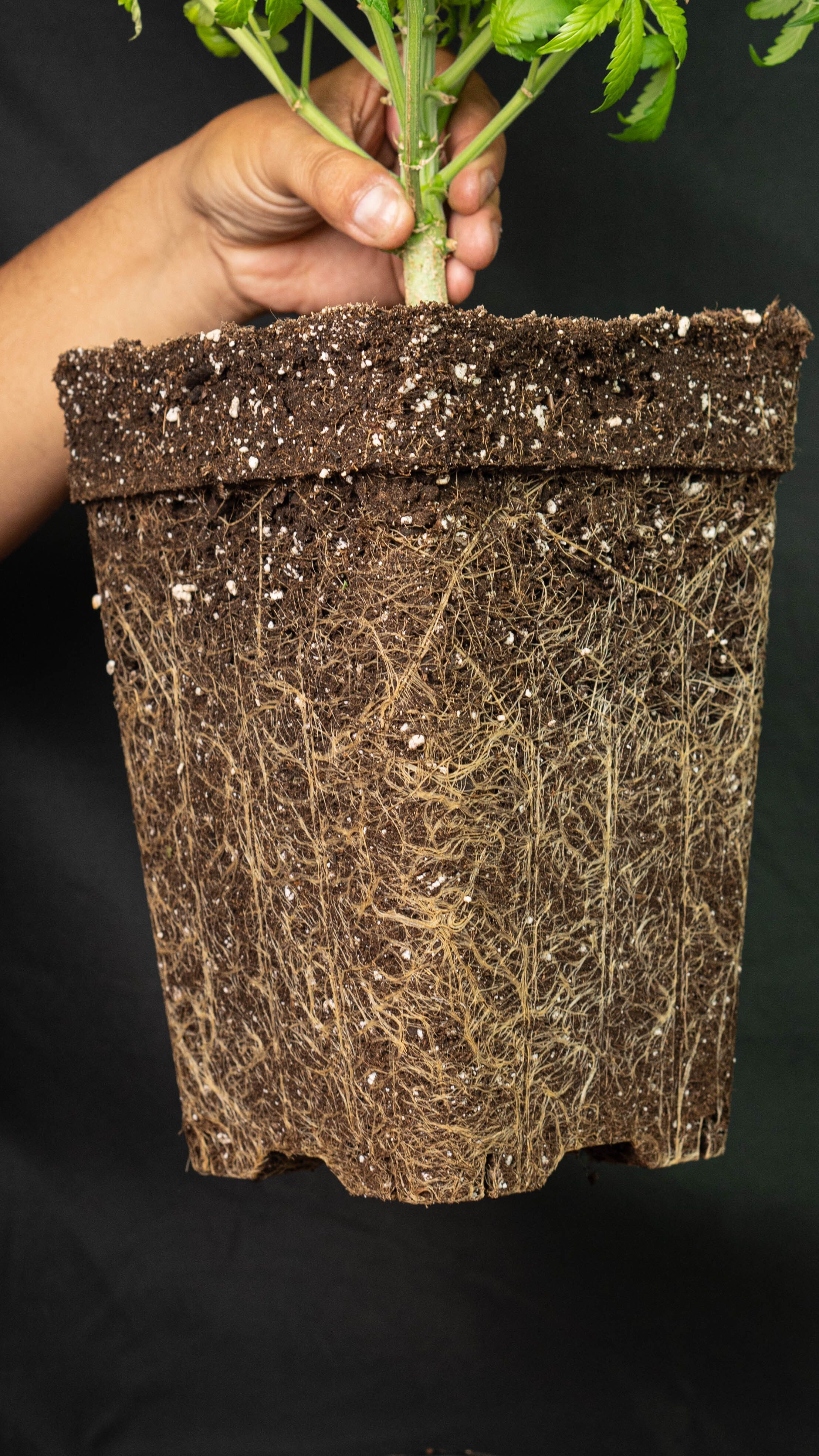 Solving the 'Side-Channel' Problem: How to Ensure Water Penetrates the Entire Root Ball in Established Potted Plants for Even Hydration