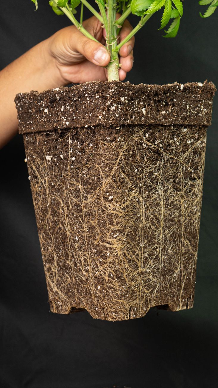 Solving the 'Side-Channel' Problem: How to Ensure Water Penetrates the Entire Root Ball in Established Potted Plants for Even Hydration