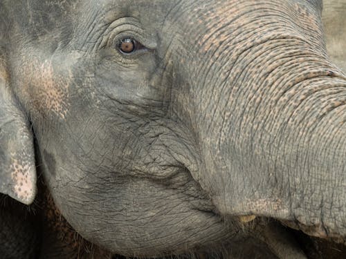 Foto Close Up Kepala Gajah