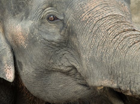 Detailed close-up of an Asian elephant's face and skin texture in Thailand.
