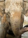Photo of Elephant