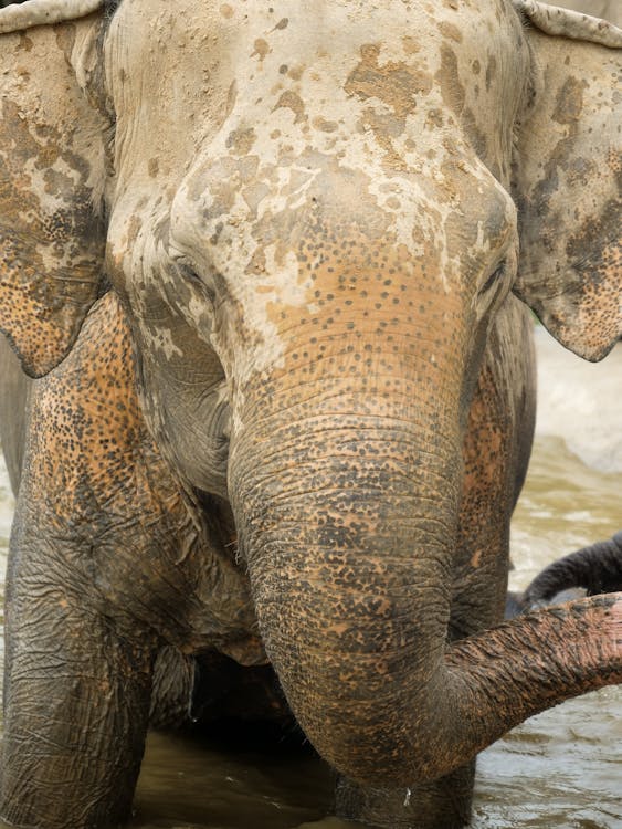 Fotobanka s bezplatnými fotkami na tému ázijský slon, chobot slona, hlavy zvierat