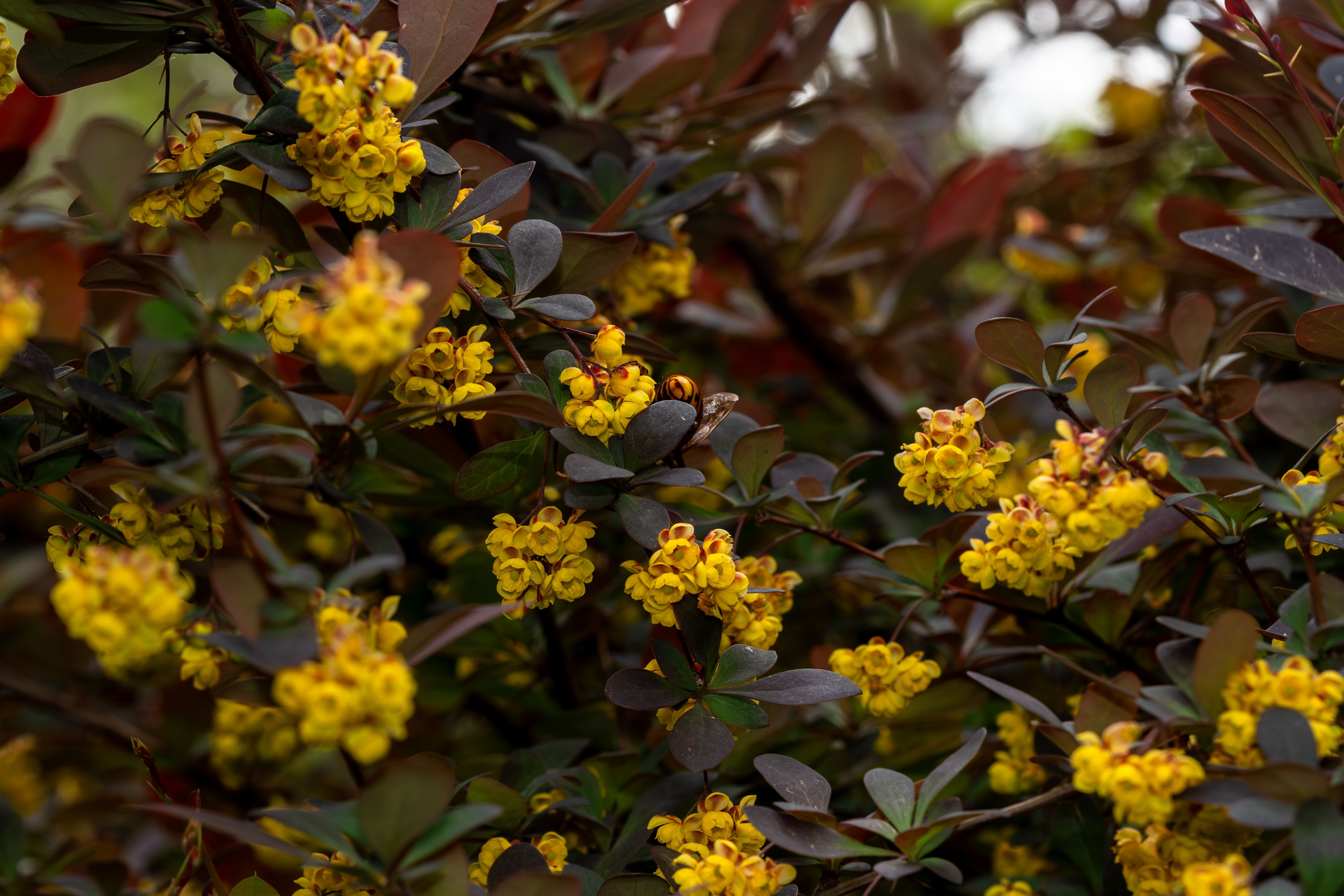 Stunning close-up of yellow Berberis flowers with deep green foliage, captured outdoors.