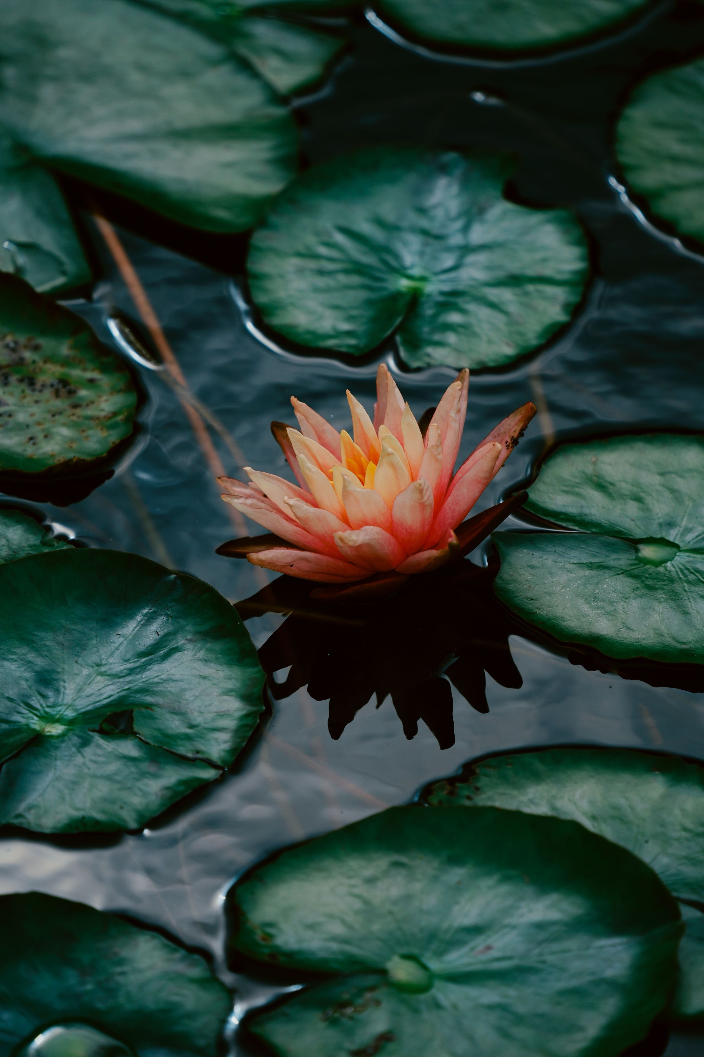 Close-up of a Water Lily Amidst Green Lily Pads · Free Stock Photo