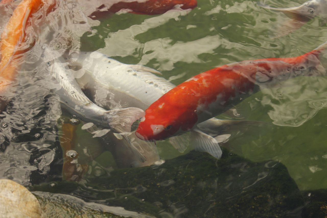 colorful koi fish swimming peacefully in a pond captured in guaratuba