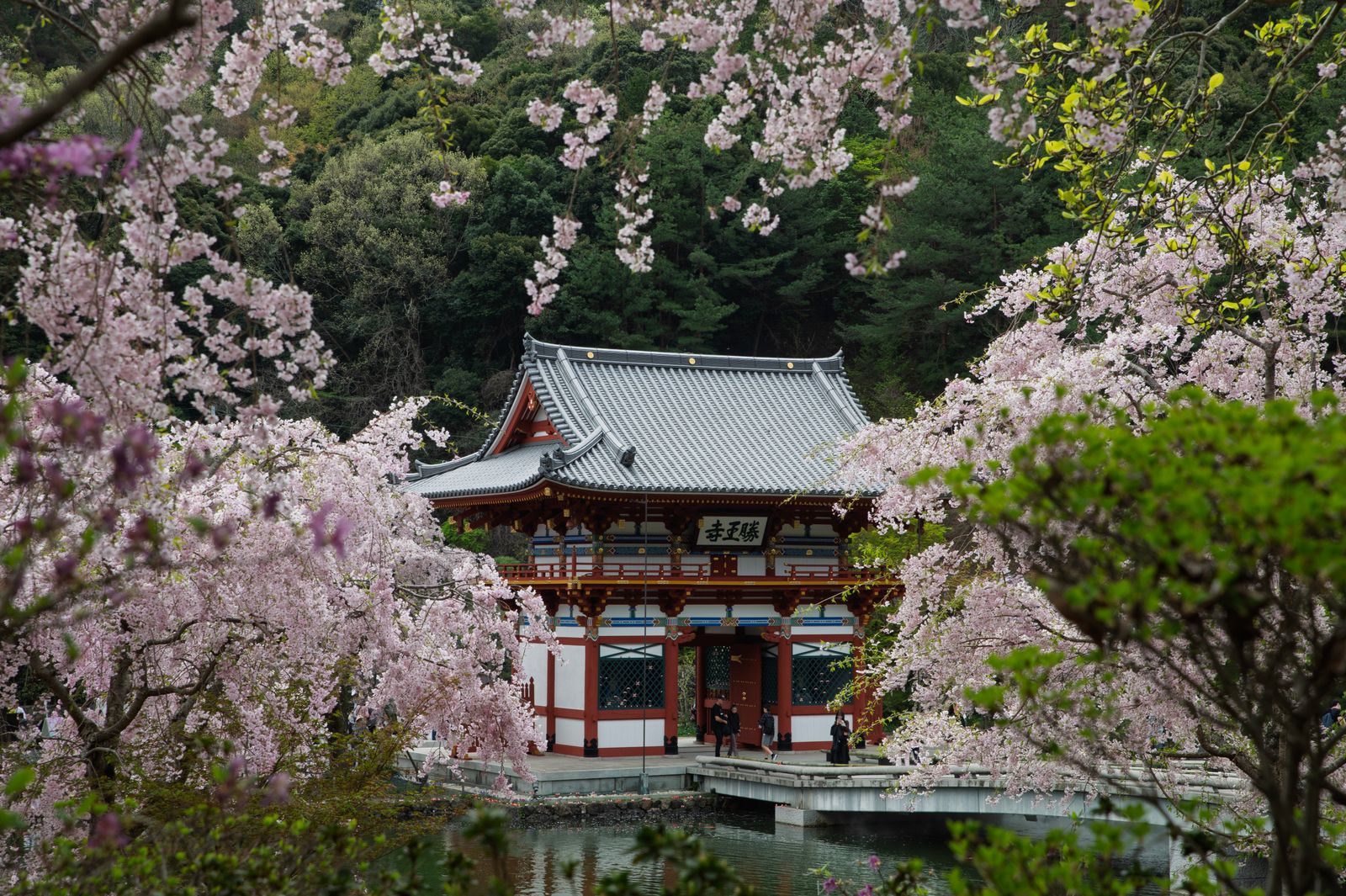 Sakura Temple Garden 4K wallpaper